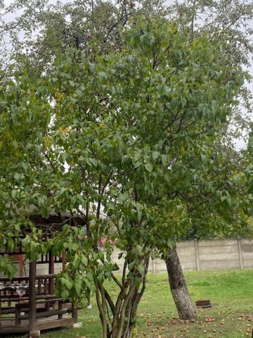 Pensiunea Casa Saxonia Rîşnov Dış mekan fotoğraf